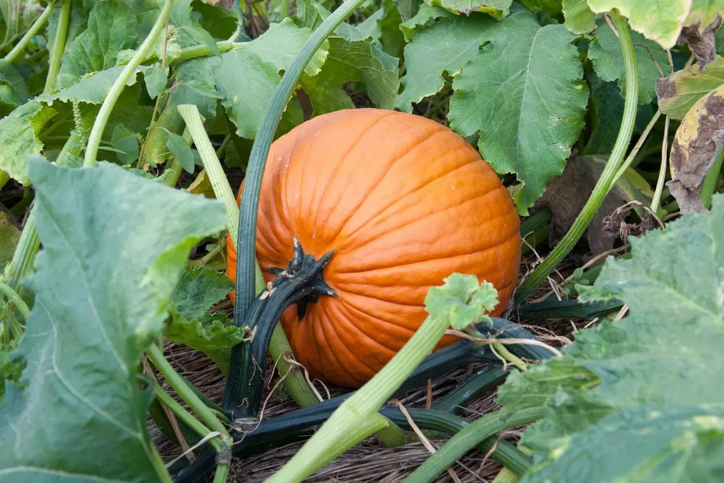 Jack O'Lantern Pumpkin Seeds - Halloween Variety for Pumpkin Pie | Cucurbita pepo