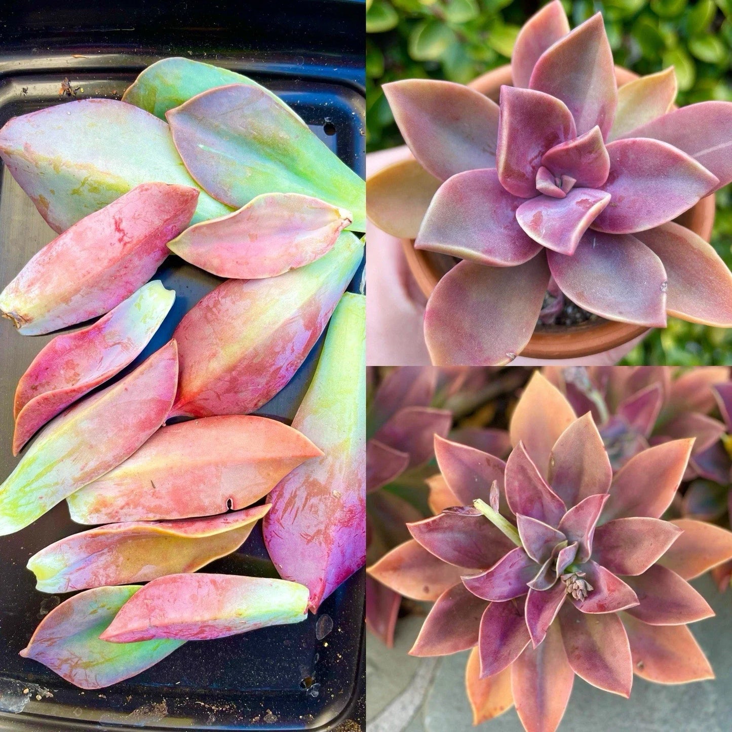 Graptoveria Fred Ives Succulent Plant – 5 Large Leaves for Propagation – Easy Care Houseplant – Crassulaceae, Hybrid Succulent