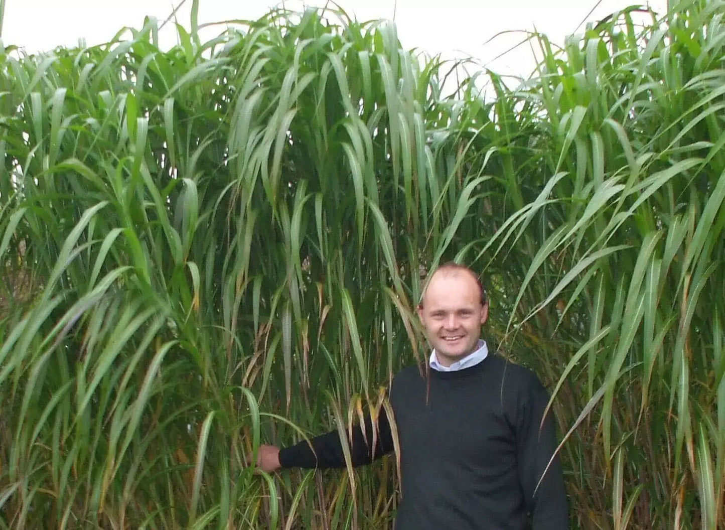 Giant Skyscraper Grass Seeds - 100 Seeds - Tall Ornamental Miscanthus giganteus for Privacy & Landscaping
