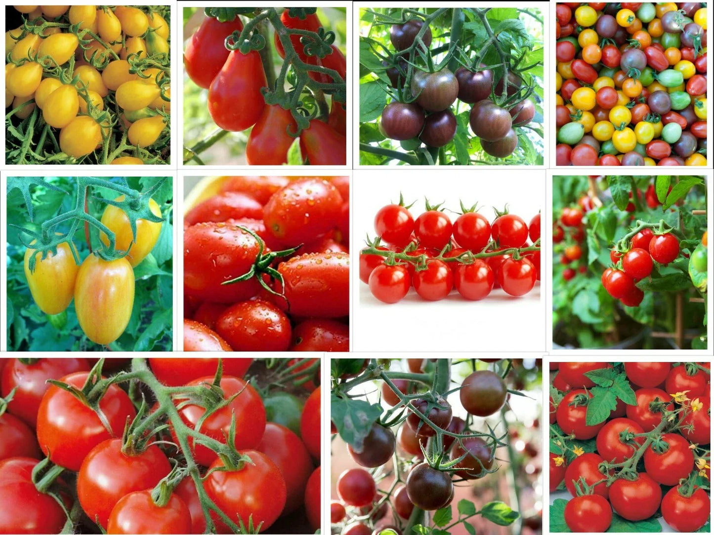 Cherry Tomatoes - Rare Small Varieties in Multiple Colors | Solanum lycopersicum