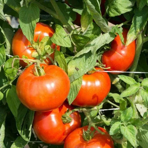 Rutgers Tomato Seeds 50 Count - Heirloom Non-GMO Vegetable Seeds for Home Garden, Determinate Solanum lycopersicum