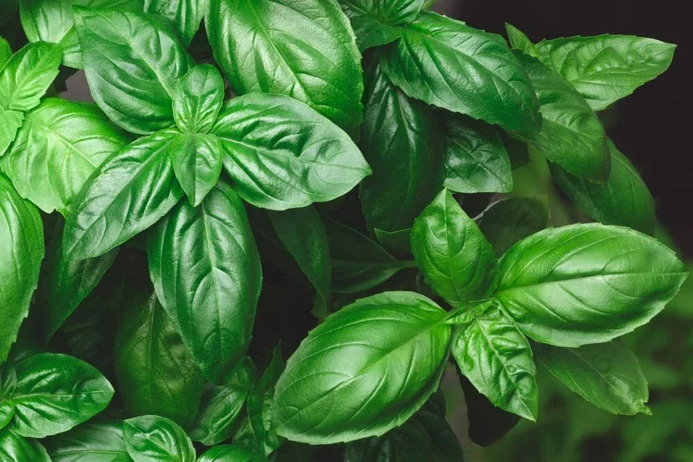Genovese Basil Seeds 500+ Count - Italian Culinary Herb - Ocimum basilicum - Perfect for Pesto & Gardening