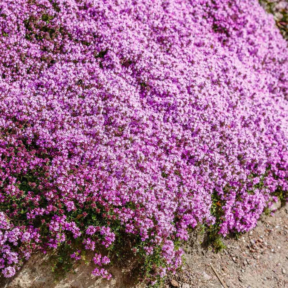 Creeping Thyme Seeds - 1000 Non-GMO Purple Fragrant Groundcover - Thymus serpyllum, Perennial, Drought Tolerant, Low Maintenance
