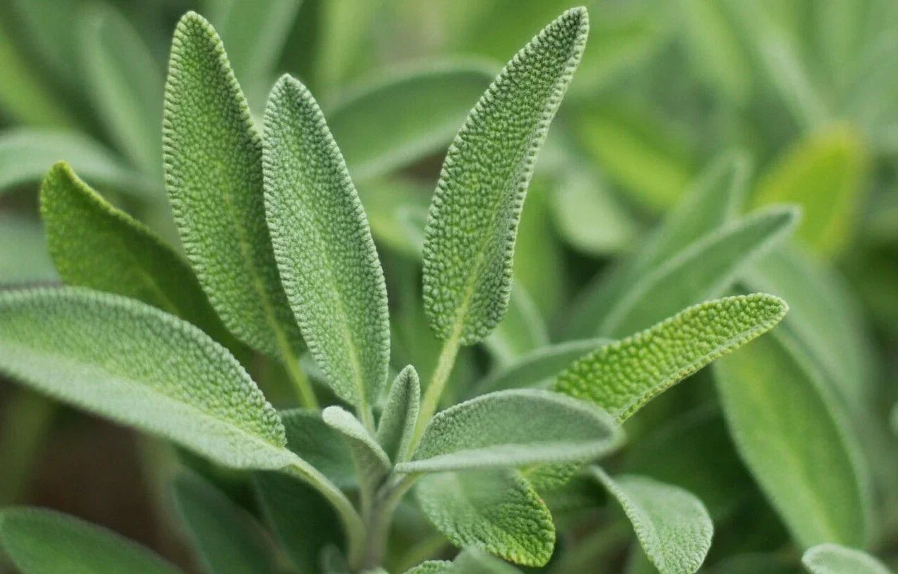 Sage Herb Seeds - 100+ Broadleaf Culinary Salvia officinalis | Aromatic Garden Plant