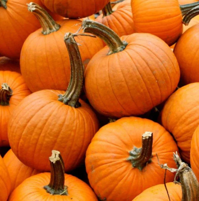 Small Sugar Pumpkin Seeds - Heirloom Non-GMO Cucurbita pepo - 20 Seeds for Pies & Canning