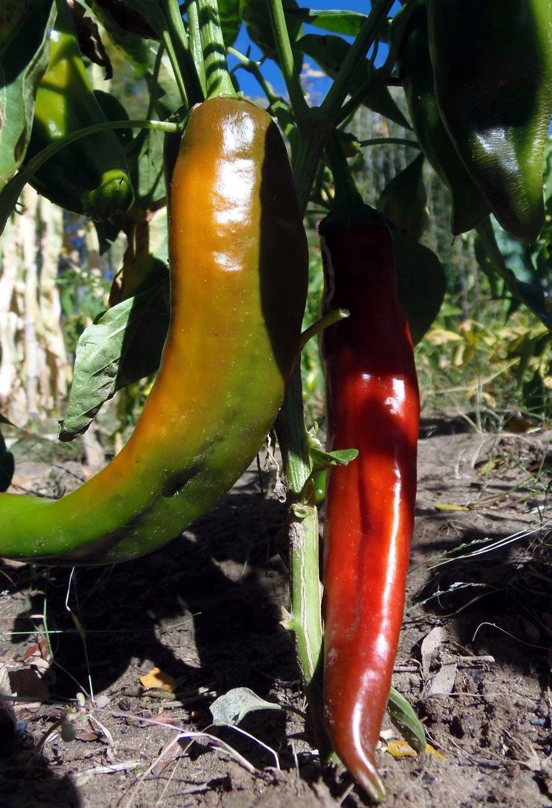 Ms Junie Hot Chile Pepper Seeds - Hatch NuMex NON-GMO Red Capsicum annuum