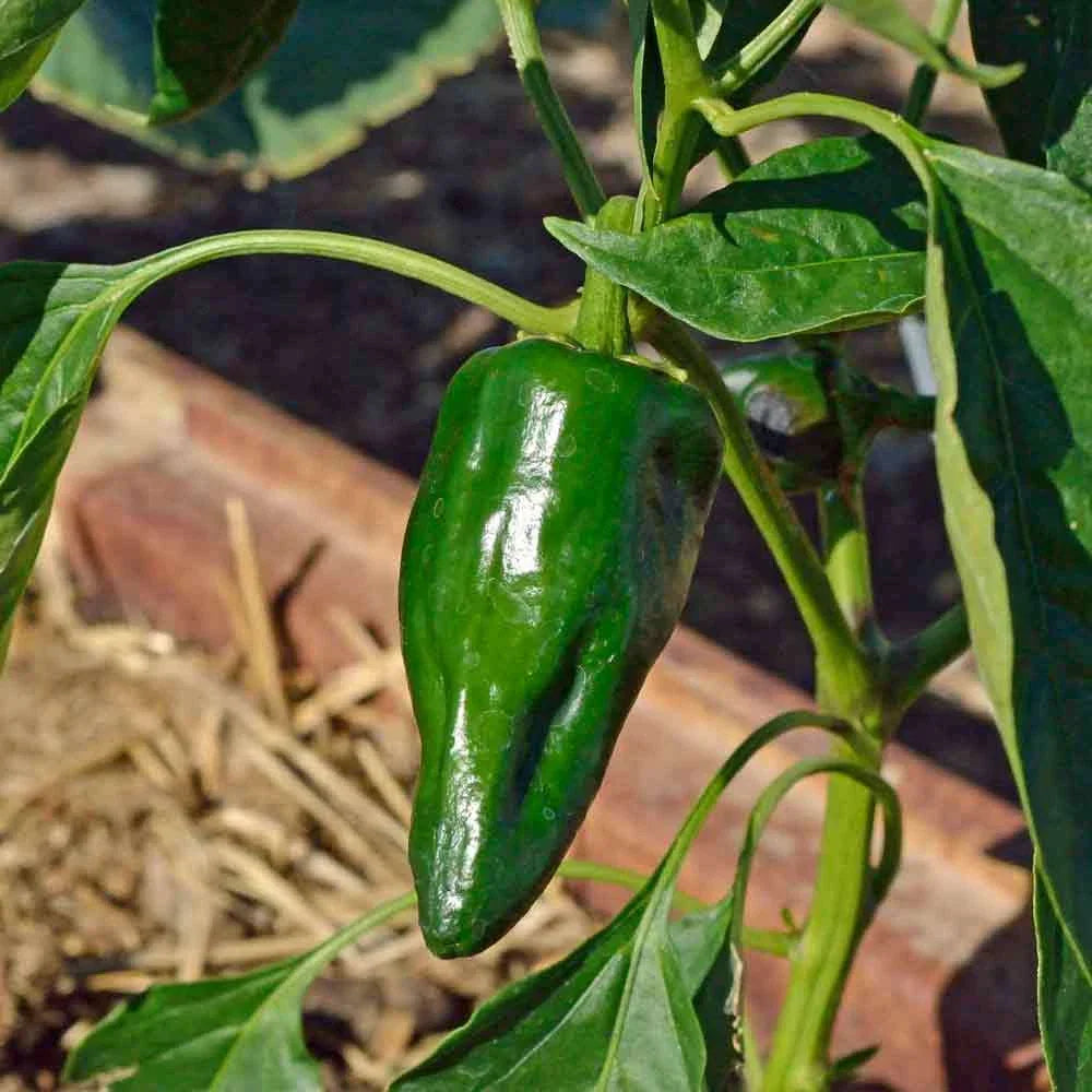 Ancho Poblano Pepper Seeds 25+ Non-GMO Heirloom Capsicum annuum for Gardening