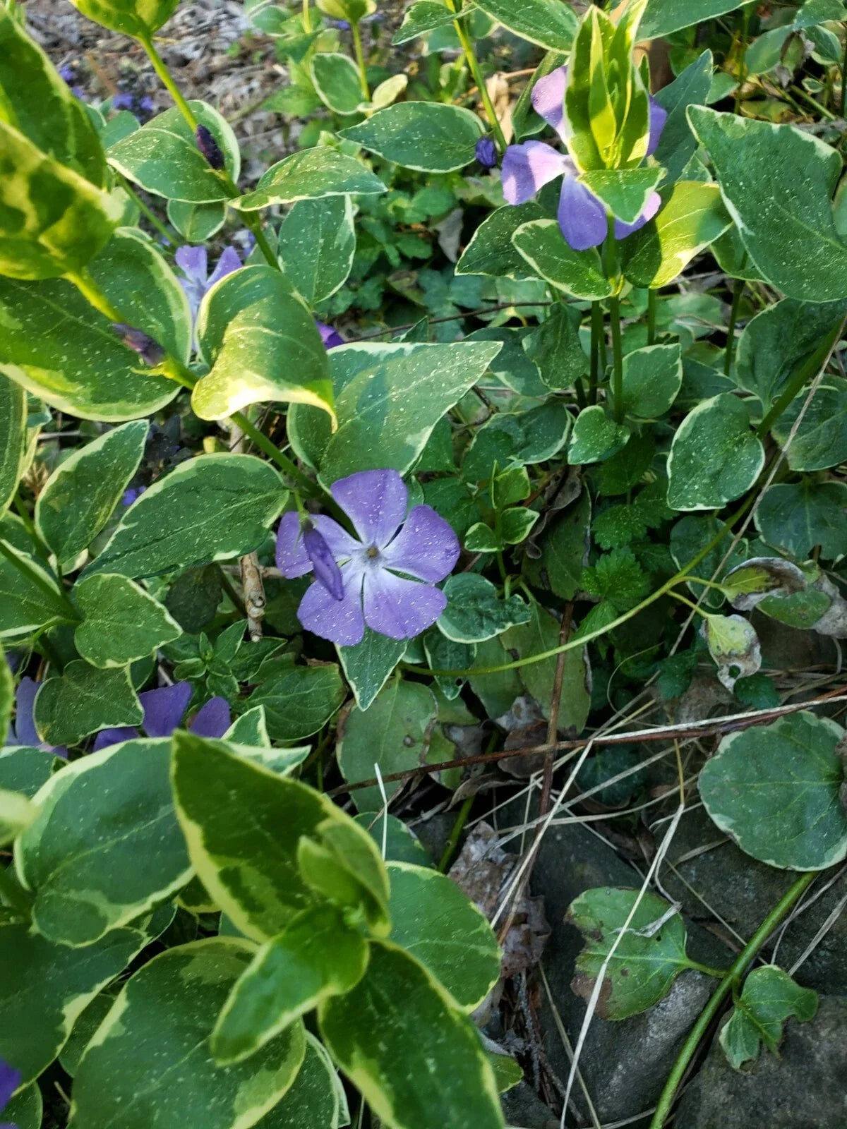 Variegated Vinca Periwinkle Vine Live Plant – 2.5" Pot, Ground Cover, Deer Resistant, Fast Spreading, Vinca minor