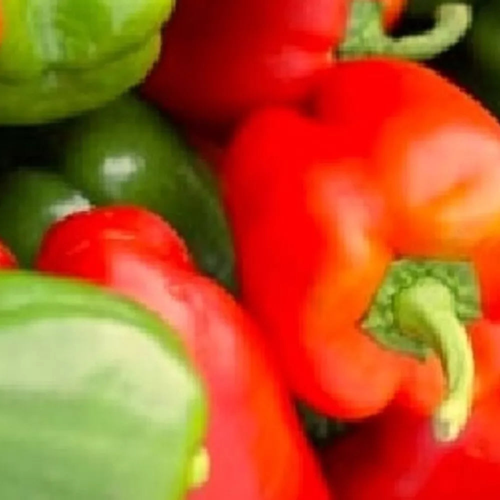 California Wonder Bell Pepper Seeds - Non-GMO Heirloom Vegetable Seeds for Garden, Capsicum annuum, 18-24 inch plants