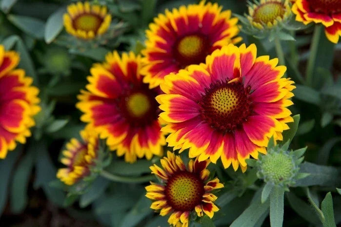 Gaillardia Seeds - 200+ Pack, Colorful Wildflower Mix, Blanket Flower, Gaillardia pulchella, Perennial Flower Seeds