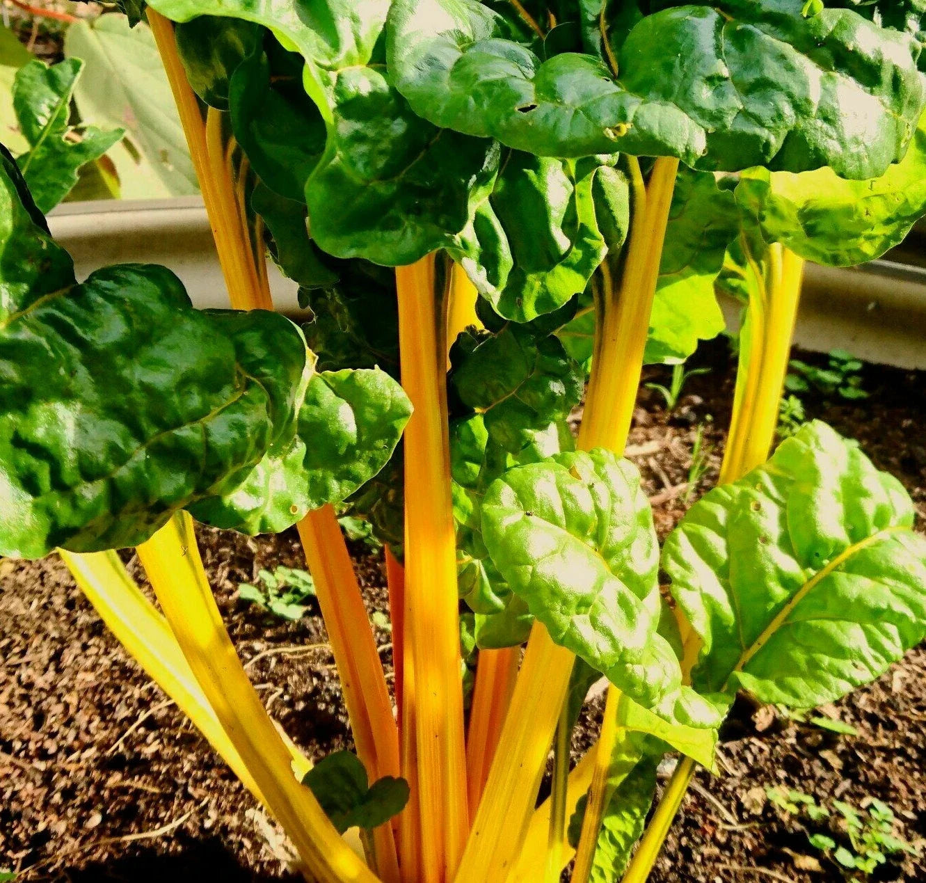 Golden Sunrise Swiss Chard Seeds | Yellow Silverbeet Vegetable | Beta vulgaris subsp. vulgaris | Heirloom, Non-GMO, Full Sun