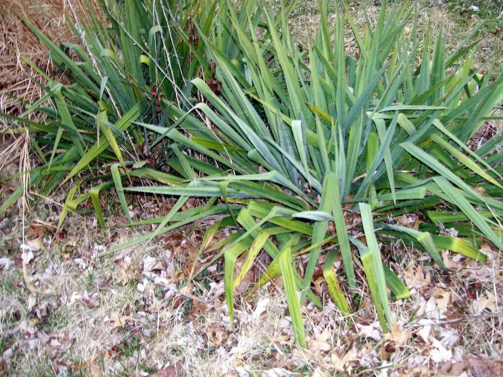 Adam's Needle Yucca Bare Root Plant, White Flowers, Yucca filamentosa, Drought-Tolerant, Low Maintenance, Full Sun