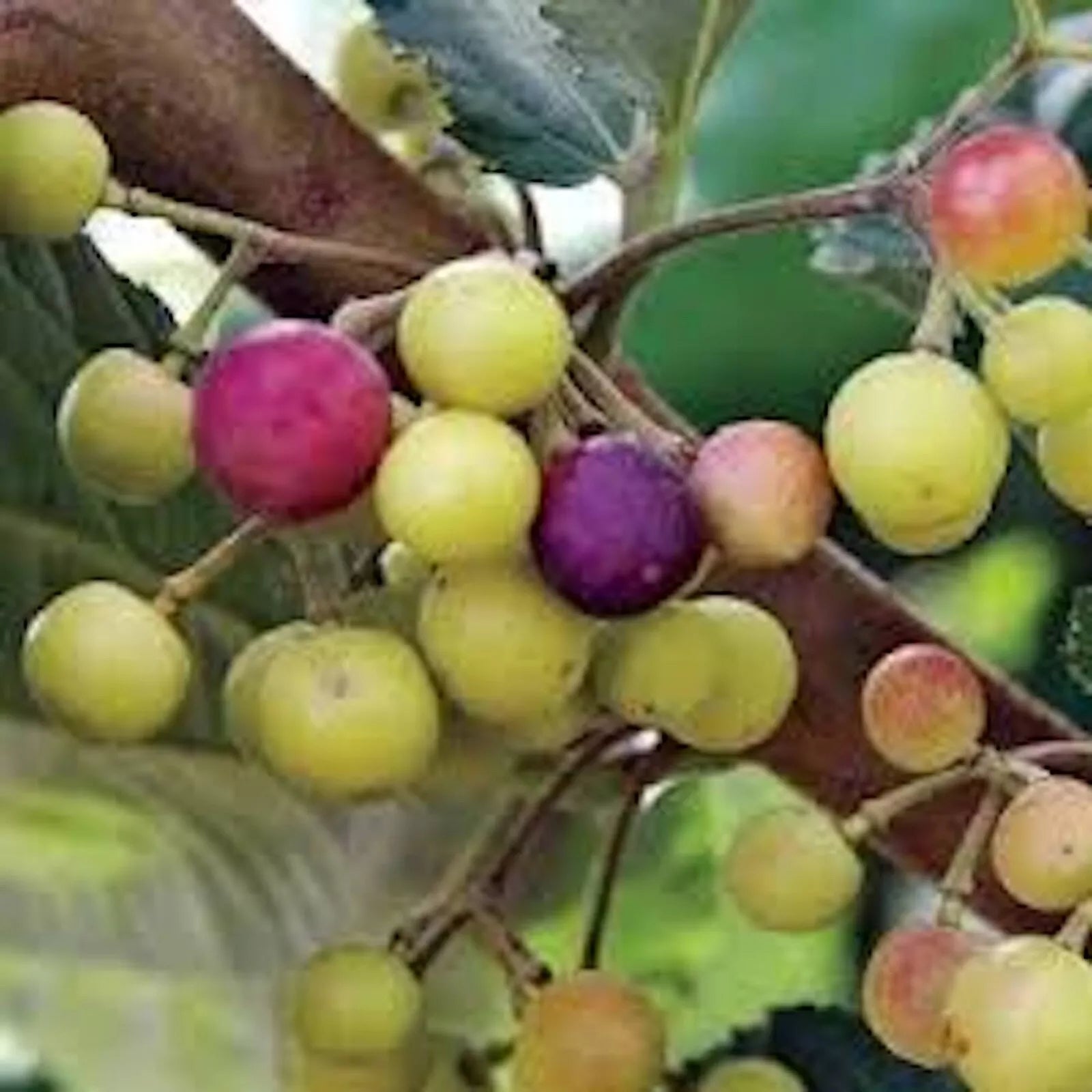 Sherbet Berry Plant - 10 Starter Grewia asiatica Edible Fruit Drought-Tolerant Shrub Indoor Outdoor Garden