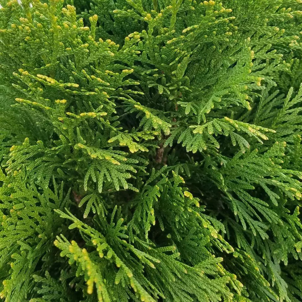 Emerald Green Arborvitae Bare Root Plant – Thuja occidentalis, 24+ Inches, Evergreen Privacy Screen, Hardy Shrub