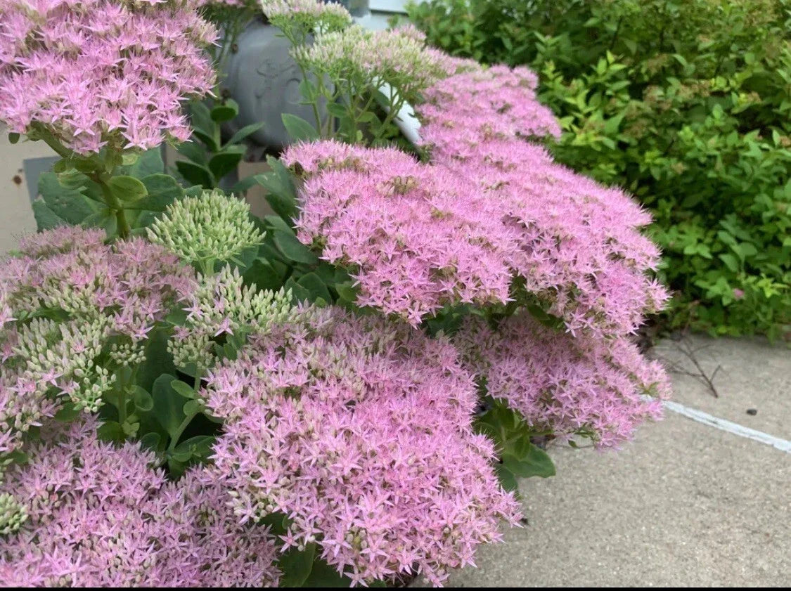 Sedum 'Autumn Joy' Cutting | Pink Flowering Stonecrop | Hardy Garden Plant | Sedum spectabile 'Autumn Joy'