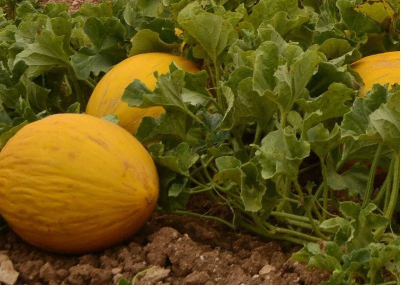 Amarillo Oro Melon Seeds - Winter Canary Melon - Yellow Gold - 25/100/200 Pack