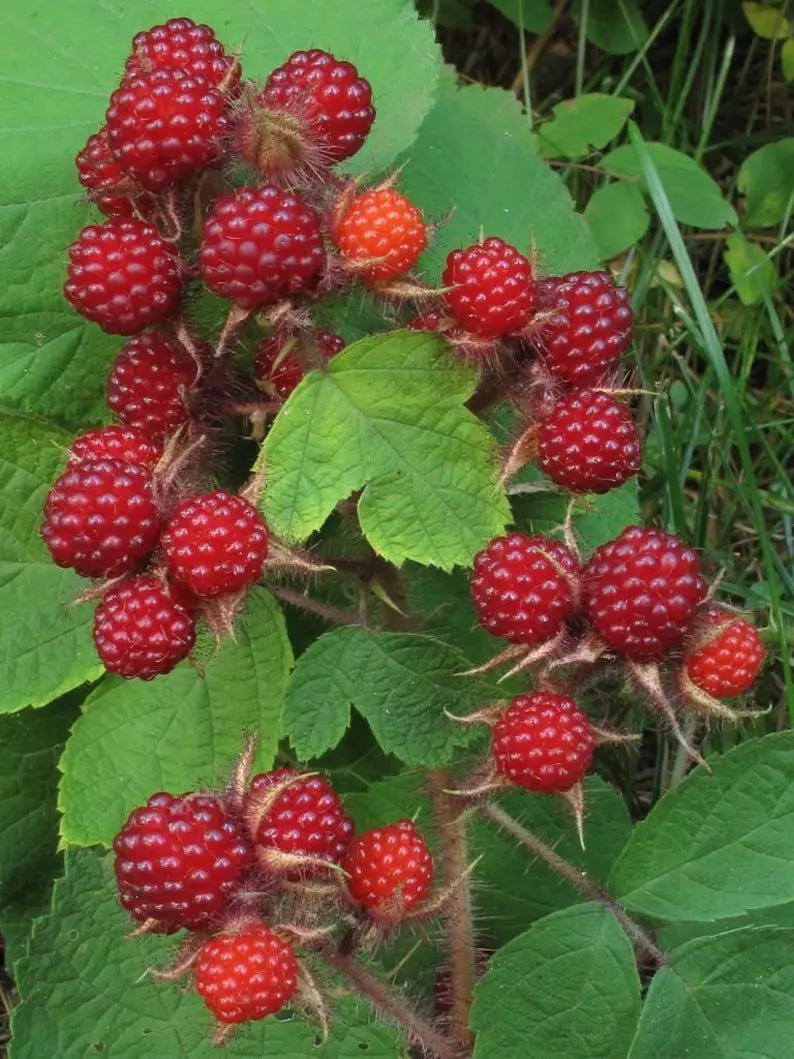 Wild Japanese Wineberry Bushes 4-Pack | Fruiting Rubus phoenicolasius Bare Root Plants for Edible Garden