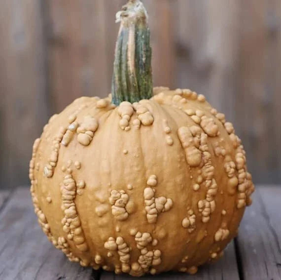 Grizzly Bear Pumpkin Seeds 10 Pack | Rare Brown Warty Cucurbita pepo for Planting & Growing