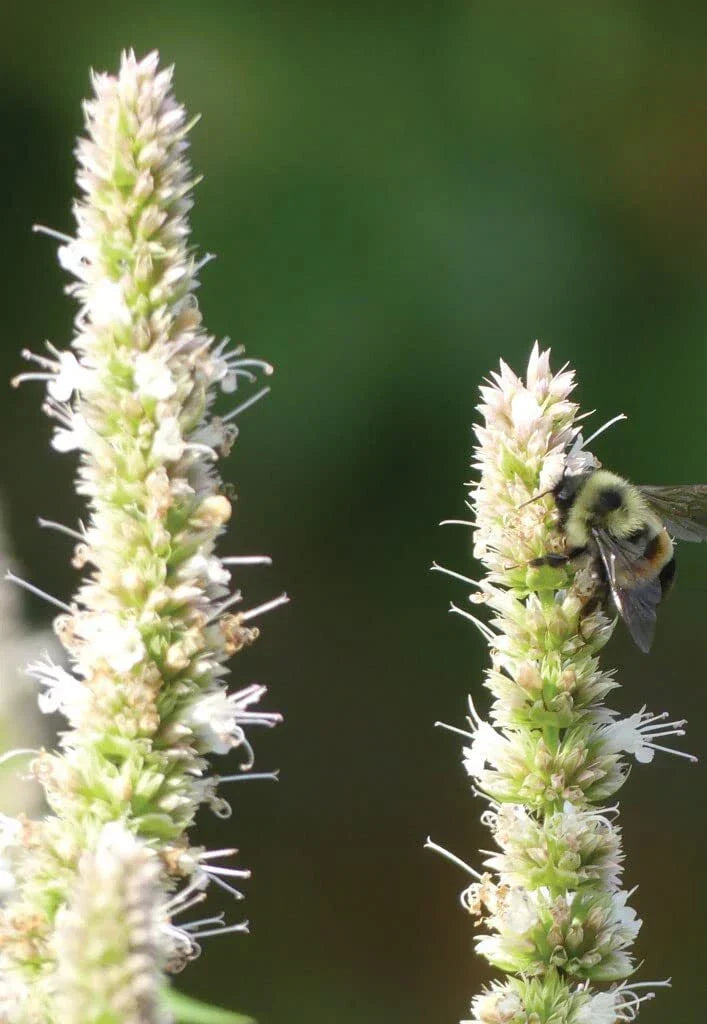 Purple Giant Hyssop Seeds (200 Seeds) - Agastache scrophulariifolia for Vibrant Pollinator Gardens