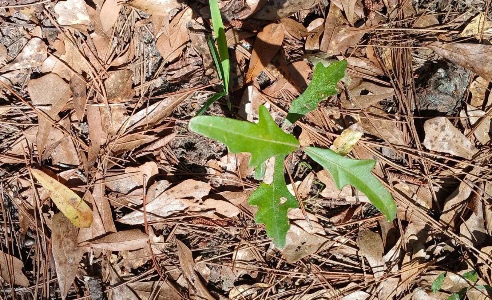 Water Oak Seedlings 10-Pack, Quercus nigra, Native Southern Alabama Trees, Fast-Growing Shade Trees for Reforestation & Wildlife