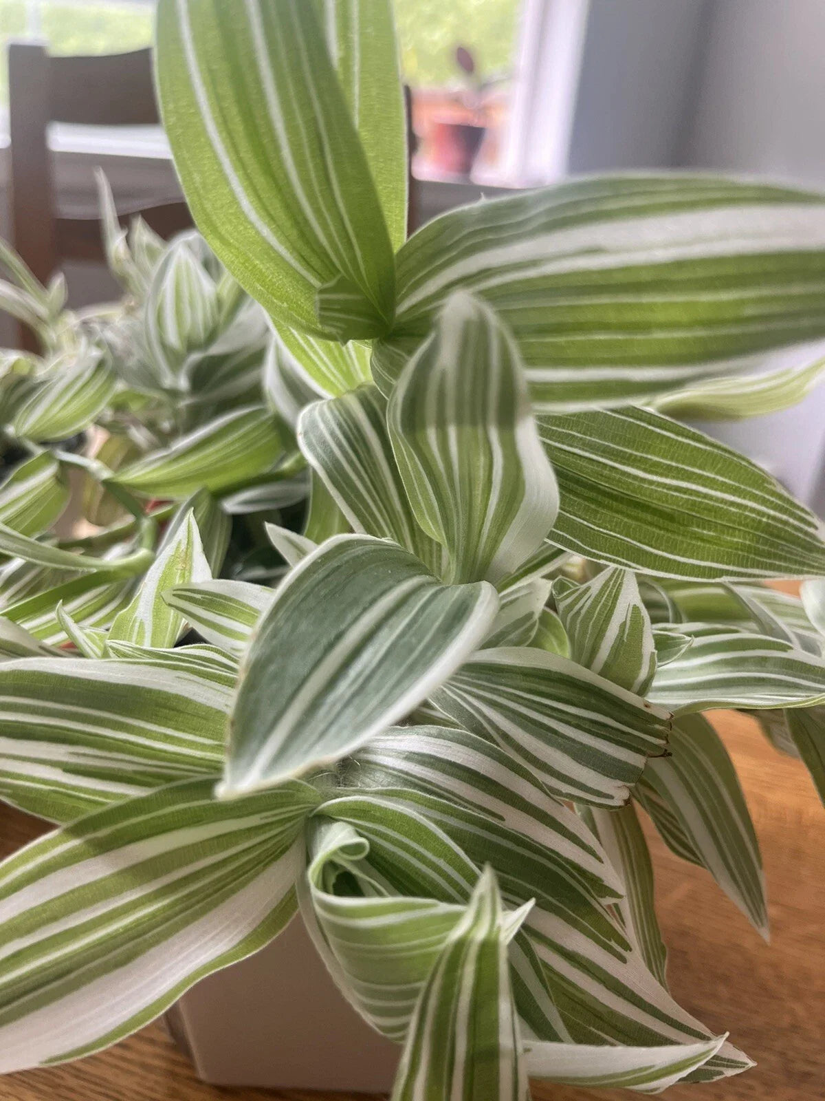 Wandering Jew Cuttings - 5 Pieces - Tradescantia albiflora Indoor Plant Propagation - Variegated Green & White Foliage