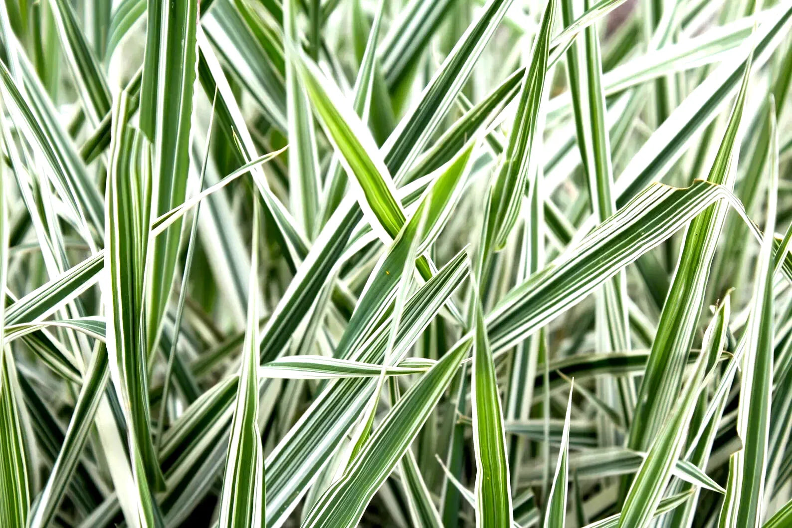 Ribbon Grass Plants - 10 Root Divisions - Strawberry & Cream Variegated Foliage - Hardy Phalaris arundinacea Ground Cover