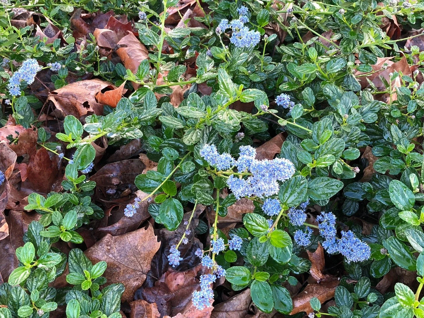 Organic Live California Lilac Cuttings | Ceanothus Horizontalis Ground Cover Plants | Drought-Tolerant Garden Plants