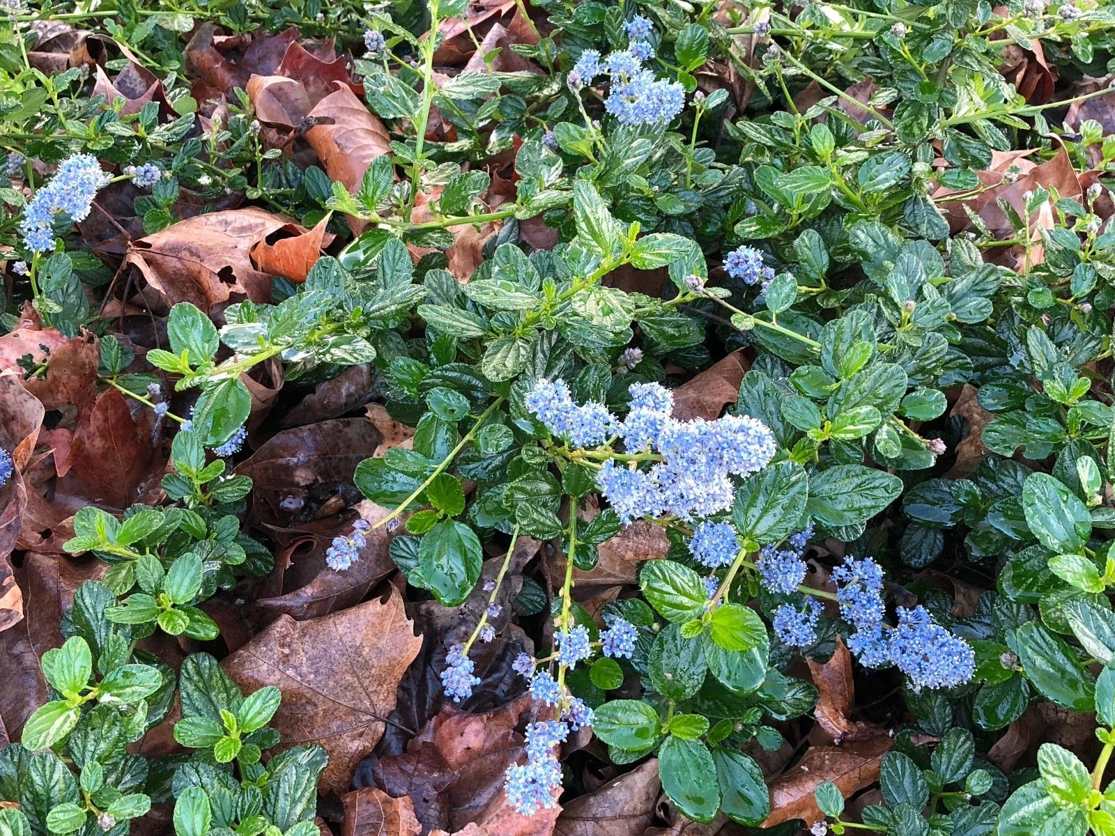 Organic Live California Lilac Cuttings | Ceanothus Horizontalis Ground Cover Plants | Drought-Tolerant Garden Plants