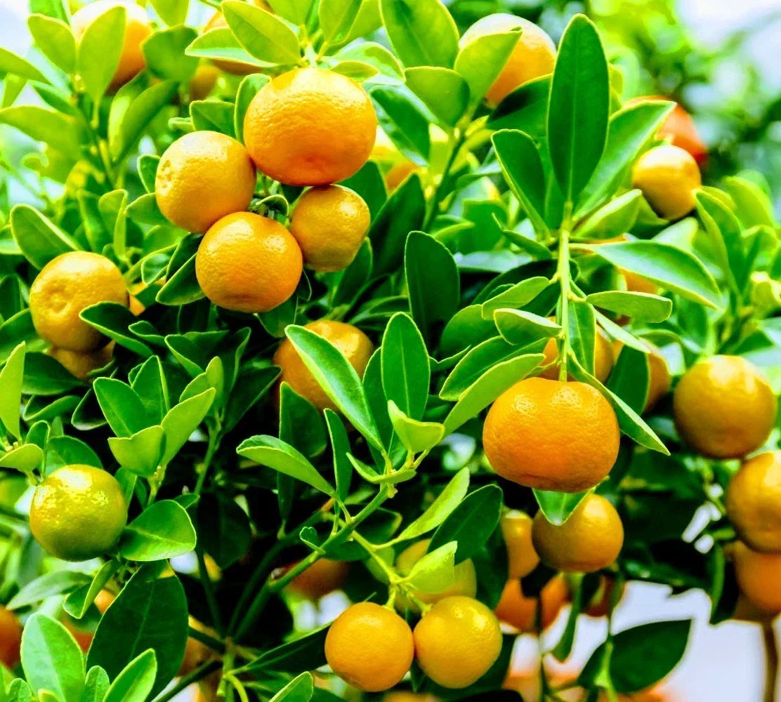 Calamondin Orange Tree - Fruit-Ready Calamansi Citrus x microcarpa for Container Gardening