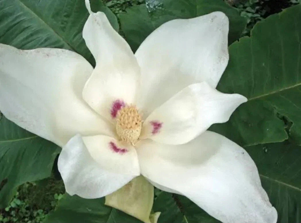 Big Leaf White Magnolia Sapling - Magnolia macrophylla Bare Root Plant 12+ Inches