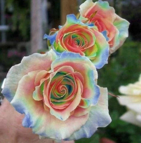 Rainbow Rose Seeds - 10 Perennial Flower Seeds - Rosa spp. - US Seller