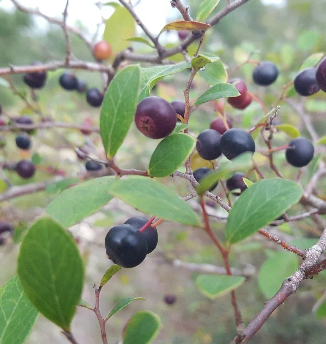 Sparkleberry Seeds | 25+ Vaccinium Arboreum Fruit Tree Seeds for Edible Landscaping