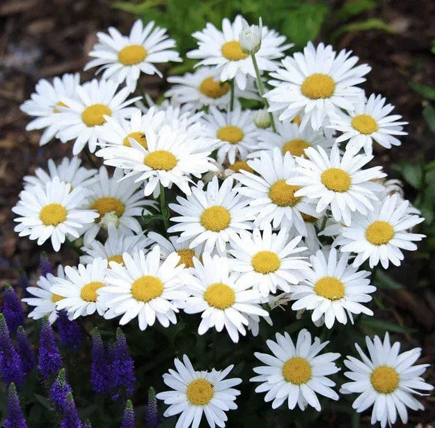 Alaska Shasta Daisy Seeds - 1000 Perennial Chrysanthemum maximum Seeds