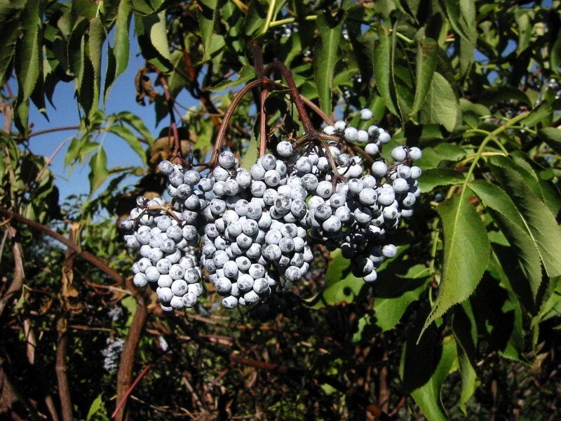 Blue Elderberry Seeds, Sambucus Caerulea, Organic Edible Fruit Shrub, Garden Planting, 50 Seeds