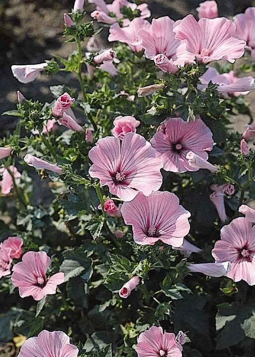 Rose Mallow Live Plant Bare Root 12+ Inches Hibiscus moscheutos Perennial for Zones 3-8