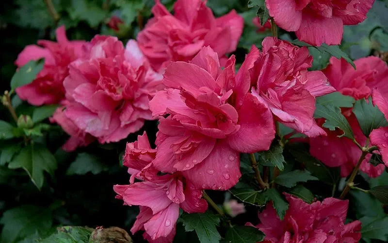 Rose of Sharon Hibiscus Syriacus Live Plant, Double Red Flowers, Bare Root Shrub, 12-16 Inches