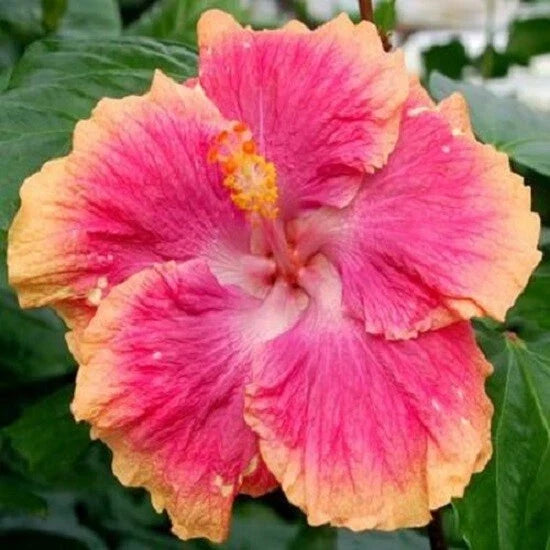 Hibiscus Seeds - 20 Pack Pink Orange Perennial Tropical Flowers Hibiscus rosa-sinensis