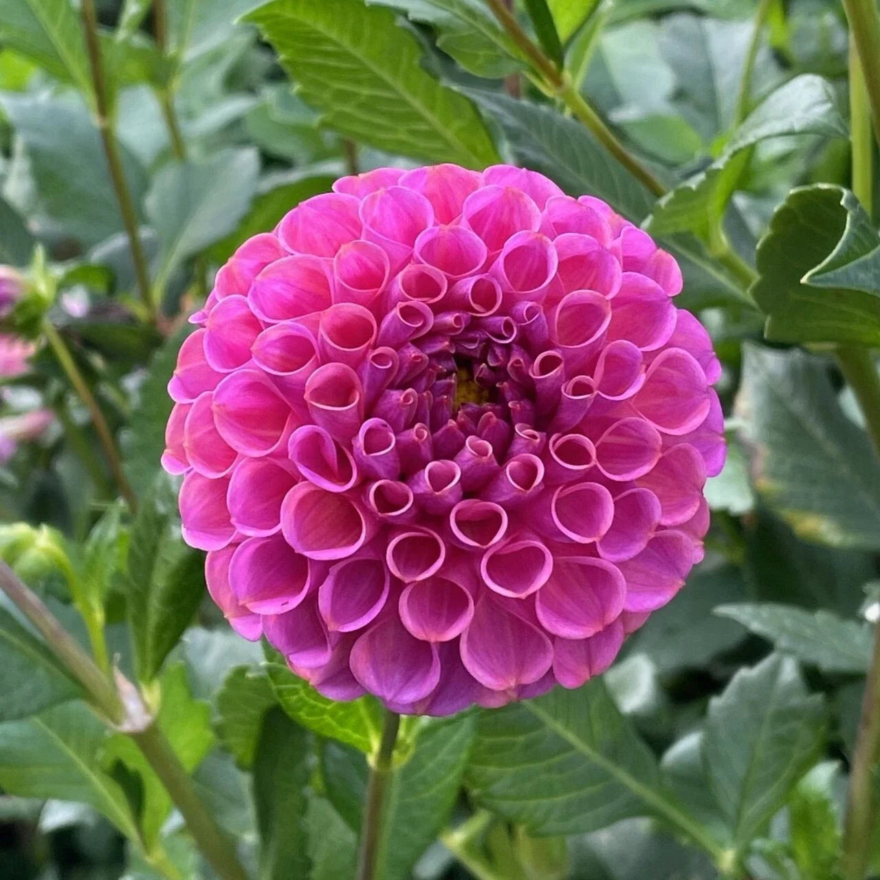 25 Rocco Dahlia Seeds - Perennial Flower Seeds for Vibrant Blooms - Dahlia pinnata Seed Pack
