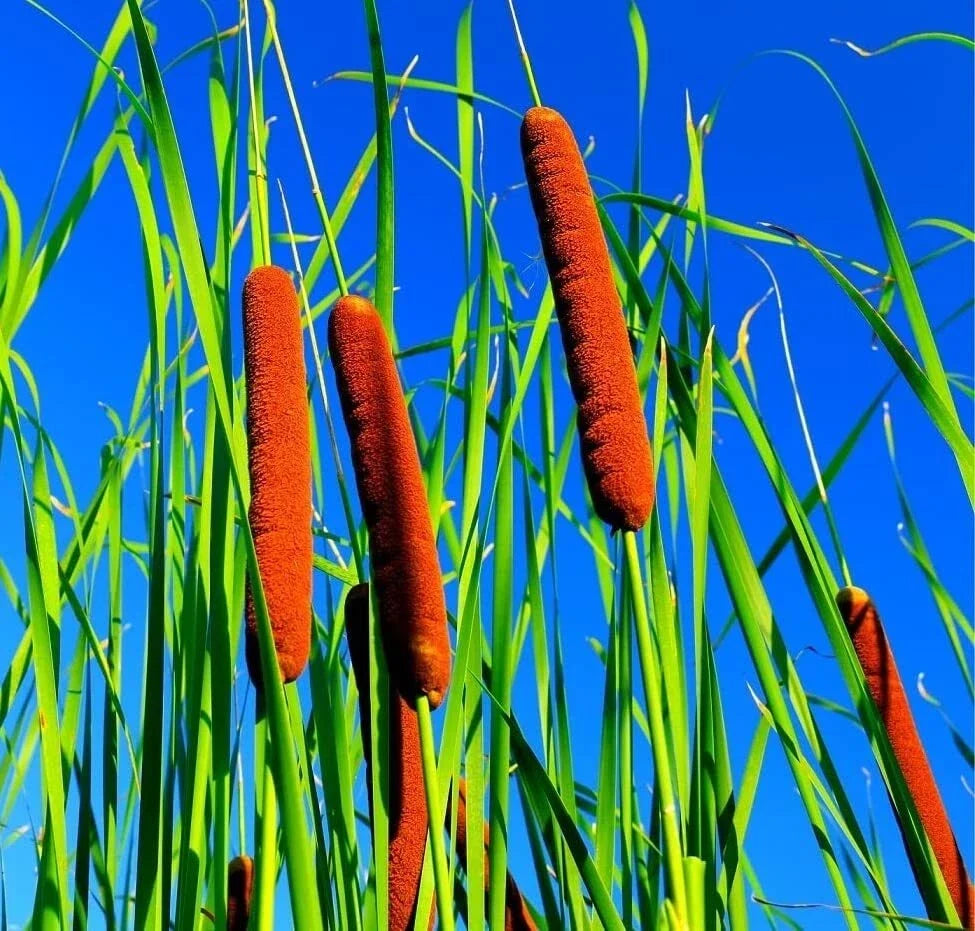 Cattail Seeds for Planting - 5,000+ Typha spp. Wetland Aquatic Plant for Ponds & Water Gardens