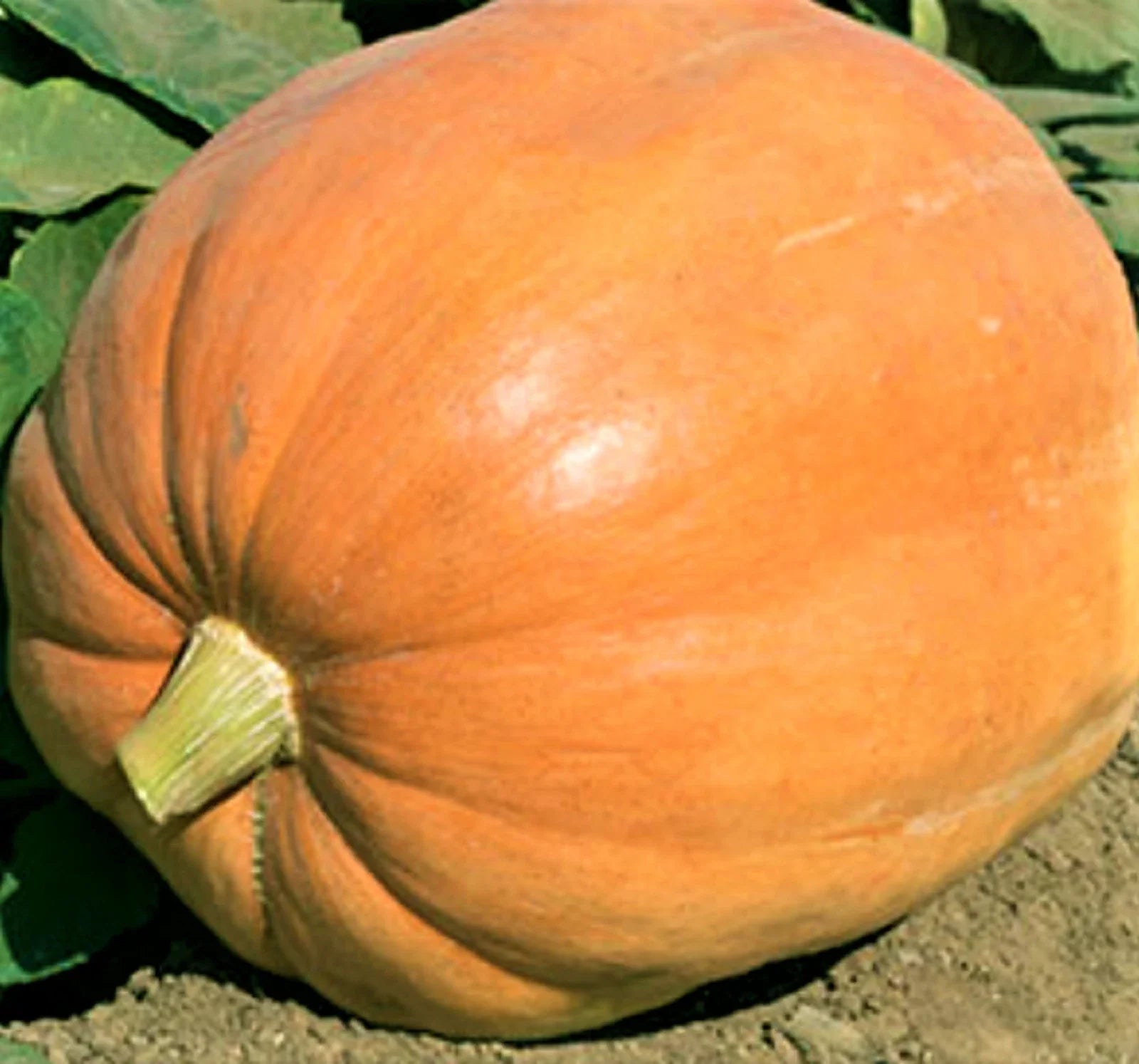 Mammoth Gold Pumpkin Seeds - 5 Non-GMO Cucurbita maxima Giant Orange Pumpkins for Fall Decor & Baking