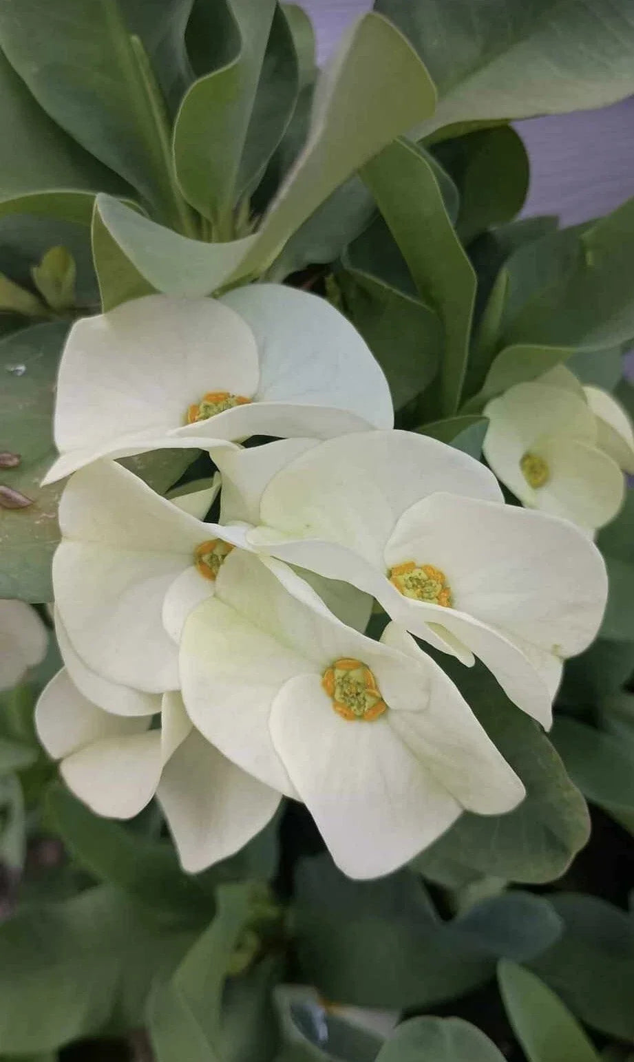 Large White Crown of Thorns Cutting, Euphorbia milii, Succulent Plant, Indoor & Outdoor, No Roots, Drought Tolerant