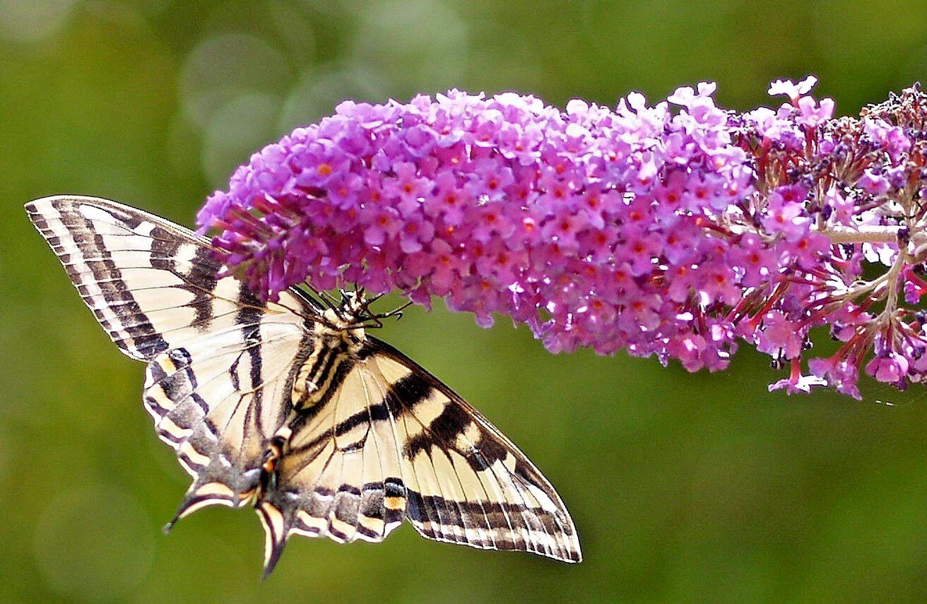 Butterfly Bush Seeds Bulk 3000 Lavender Buddleja Davidii Fragrant Pollinator Attracting Seeds
