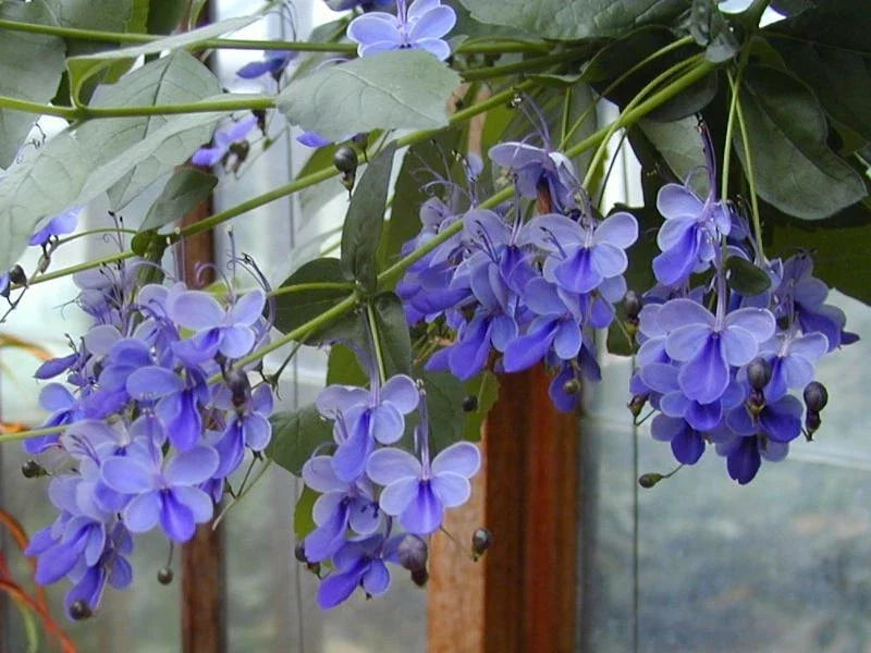 Blue Butterfly Bush Rooted Starter Plant, Clerodendrum Ugandense, Vibrant Blue Flowers, Butterfly Attracting, Easy to Grow