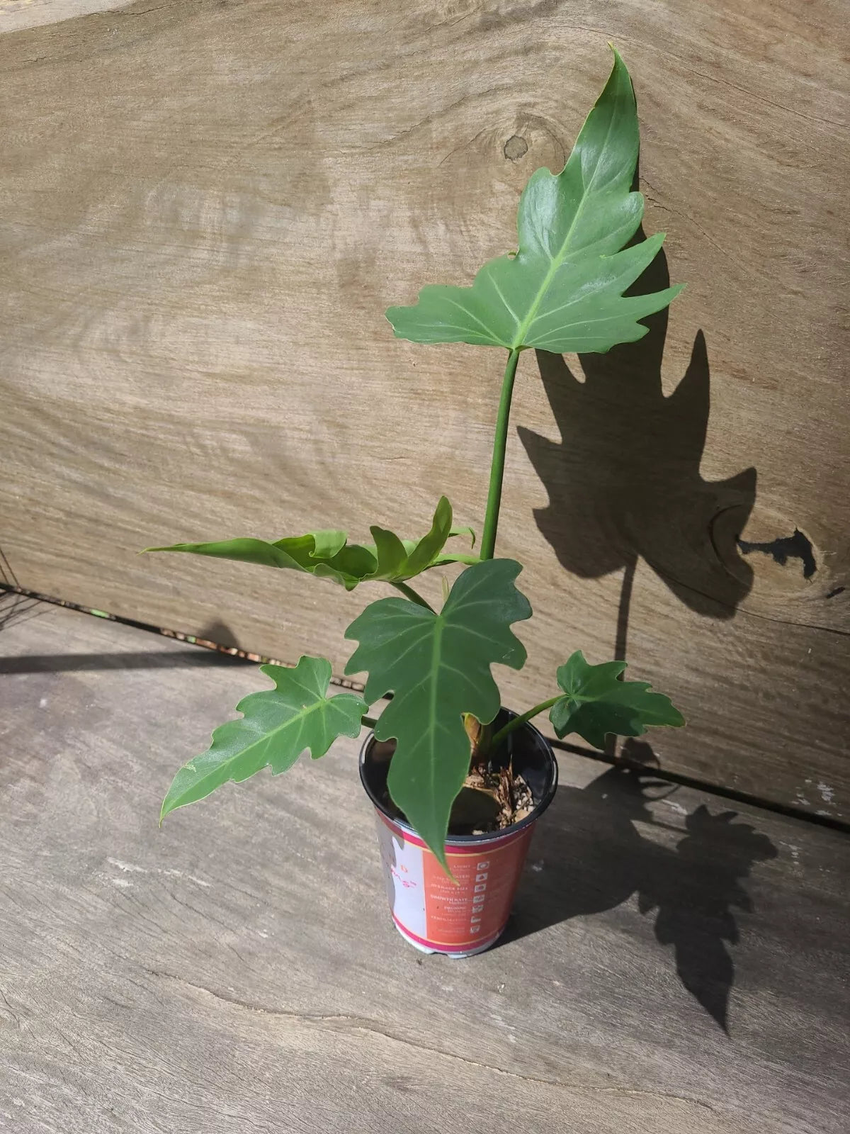 Philodendron Radiatum Plant 4" Pot - Tropical Indoor Houseplant with 5 Leaves