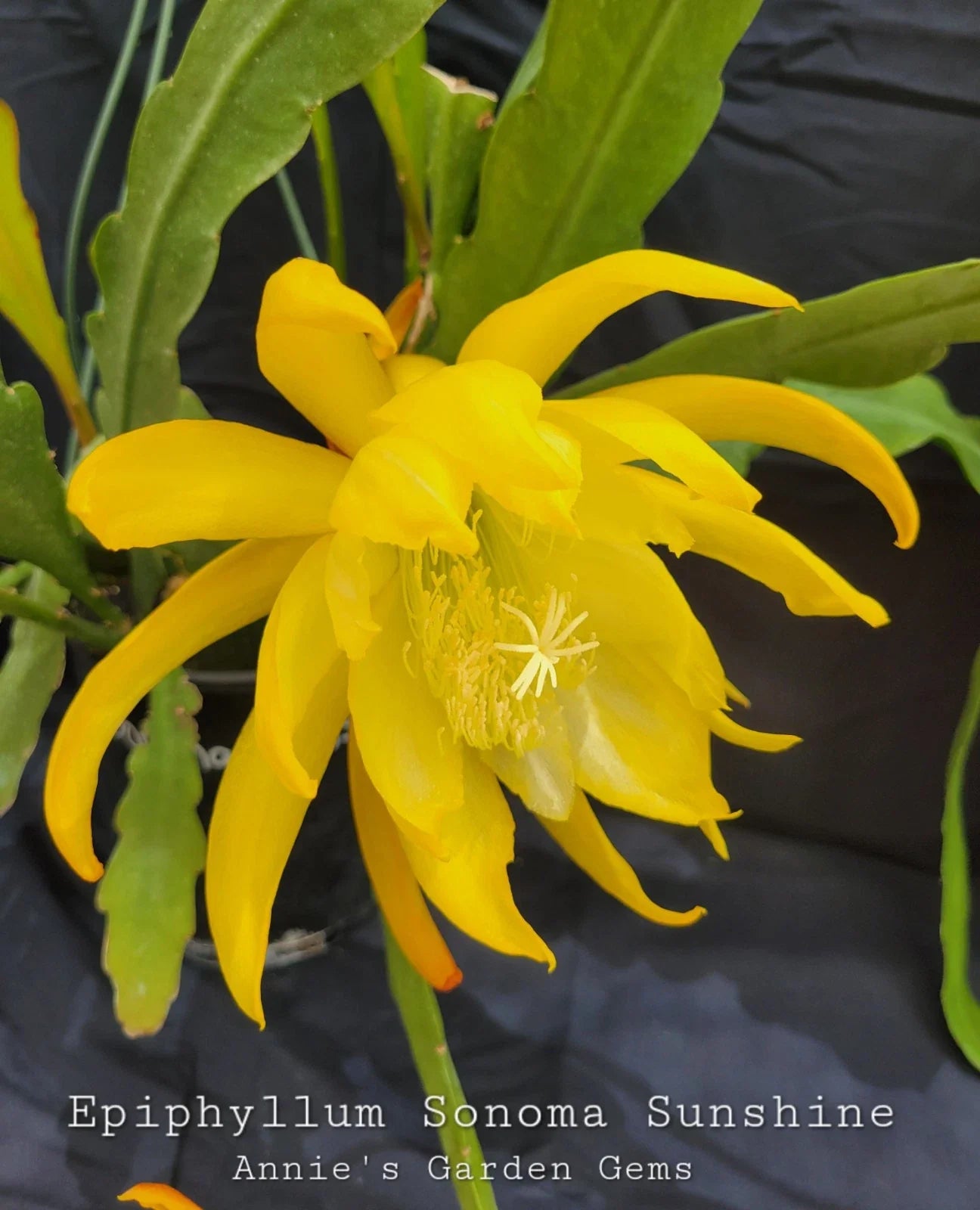Epiphyllum Cuttings - 8-10 Inch Sonoma Sunshine - Unrooted Succulent for Propagation & Indoor Garden