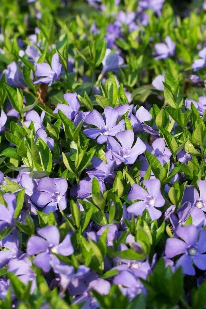 Vinca Vine Ground Cover 3.5 in Pot - Periwinkle, Drought Tolerant, Shade-Loving, Erosion Control, Vinca minor