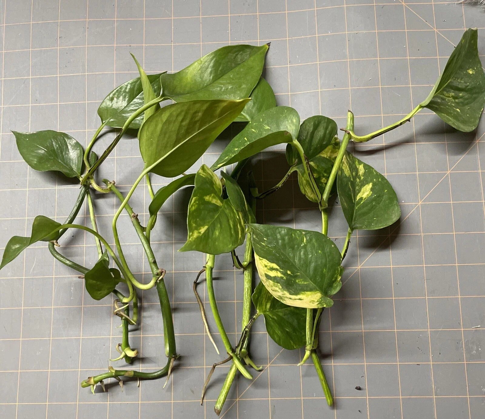 Golden Pothos Plant Rooted Cuttings – Epipremnum aureum – 5 Healthy Indoor Greenery Plants for Low Light & Air Purification