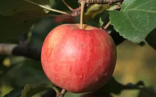 Chestnut Crabapple Seeds - 25+ Malus 'Chestnut' for Garden Planting, Ornamental & Edible Landscaping, USA Grown