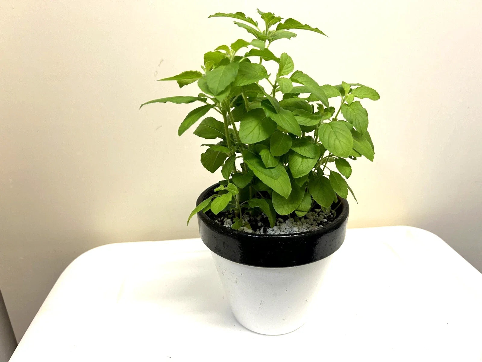 Holy Basil Plants 5-8 Inches Rooted Herb Ocimum sanctum for Culinary Gardens Indoor or Outdoor