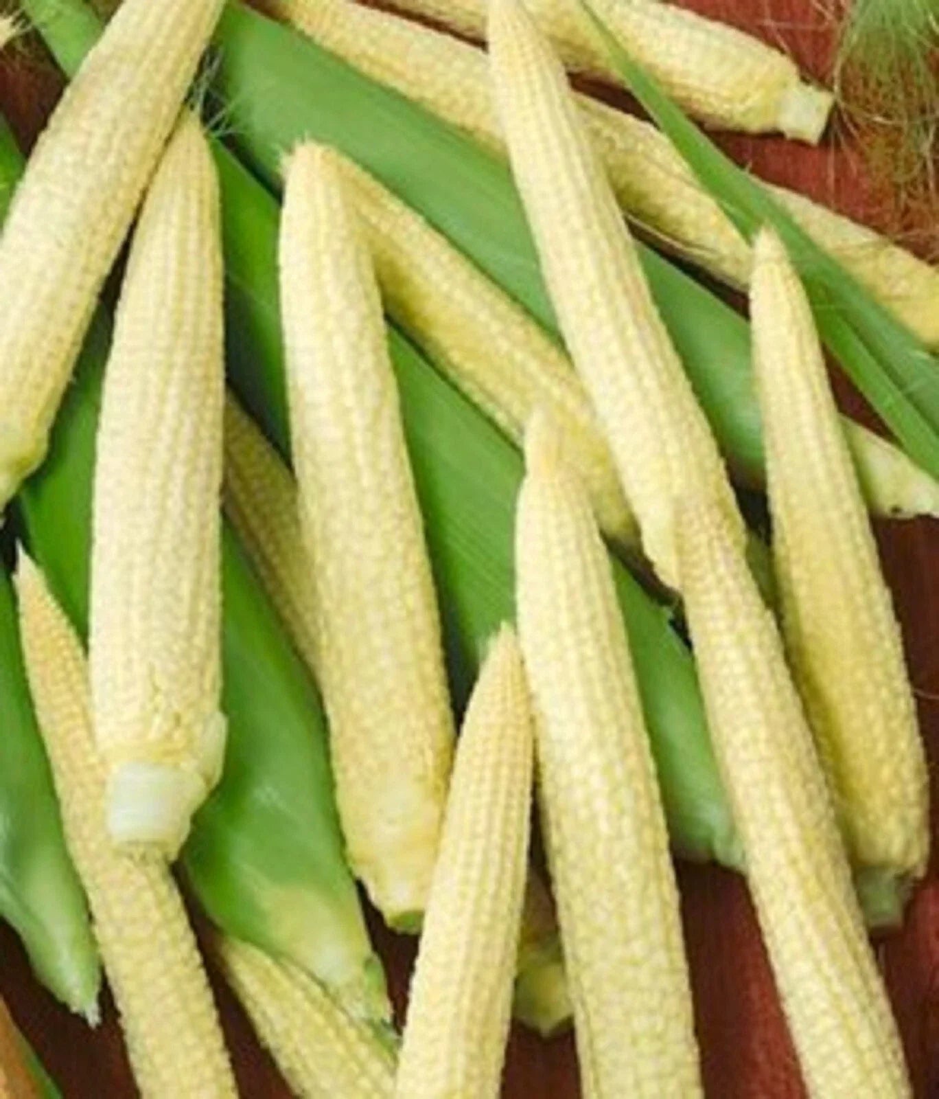 Japanese Hulless Corn Seeds - Organic Non-GMO Zea Mays Heirloom Variety, 10 Pack, Sweet Kernels, Popping & Fresh Eating